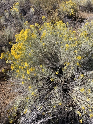 Rubber Rabbitbrush