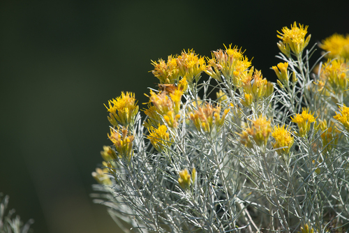 Rubber Rabbitbrush