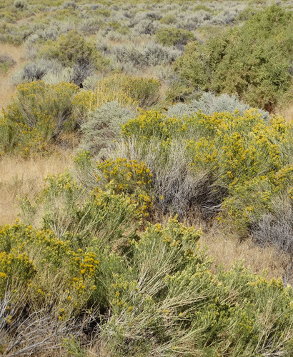 Rubber Rabbitbrush