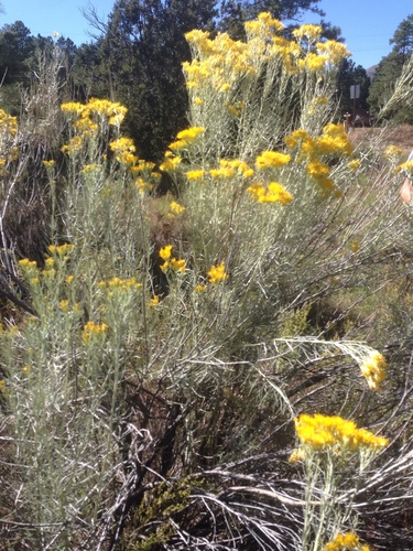 Rubber Rabbitbrush