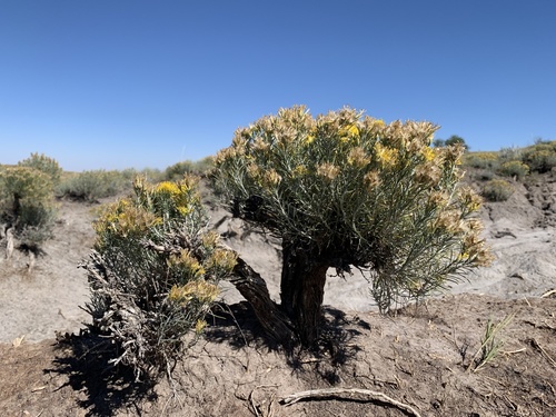 Rubber Rabbitbrush