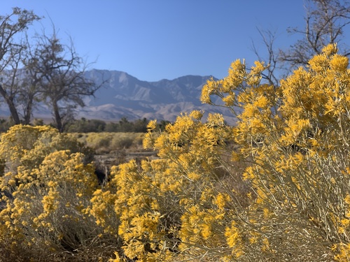 Rubber Rabbitbrush