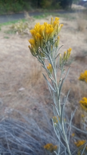 Rubber Rabbitbrush