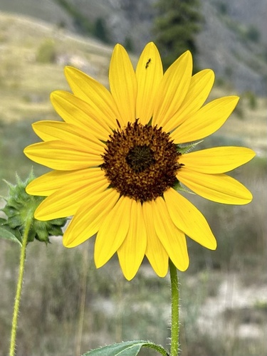 Common Sunflower