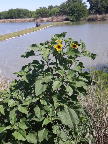 Common Sunflower