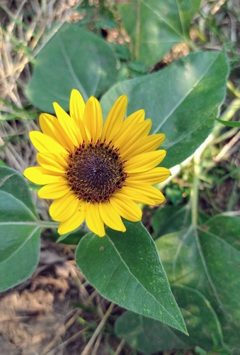 Common Sunflower