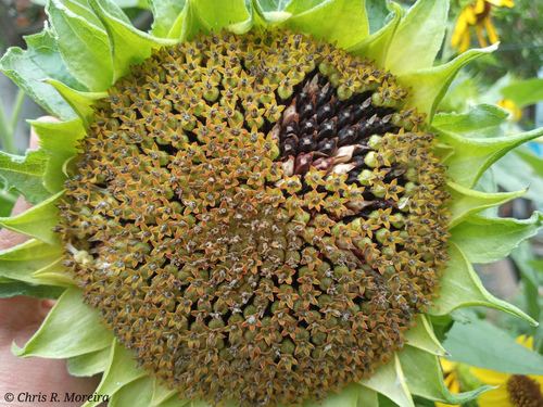 Common Sunflower