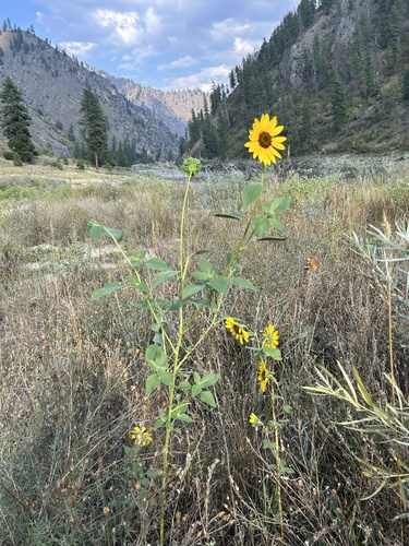 Common Sunflower
