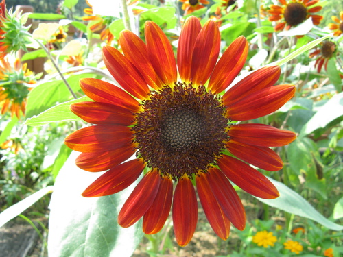 Common Sunflower