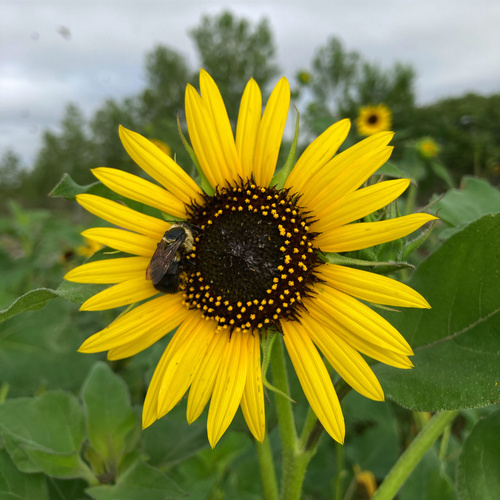 Common Sunflower