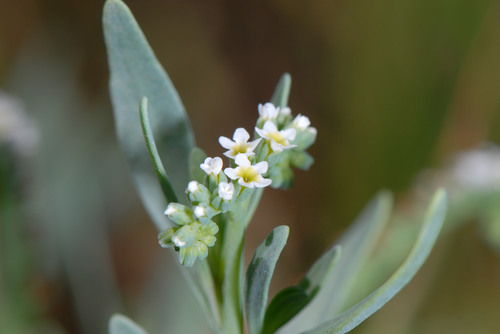 alkali heliotrope