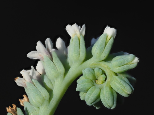 alkali heliotrope