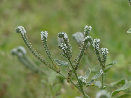 alkali heliotrope