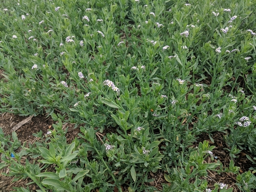 alkali heliotrope