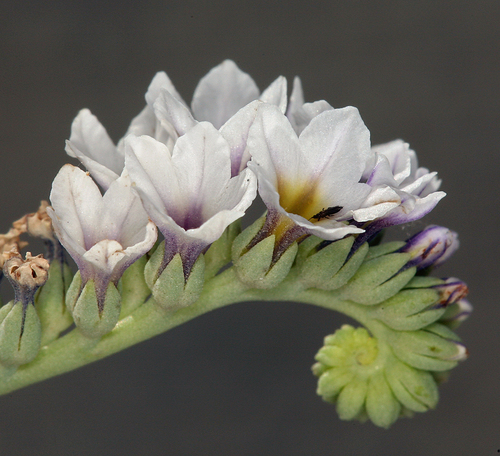 alkali heliotrope