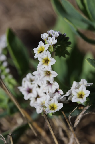 alkali heliotrope