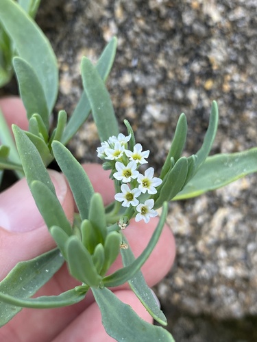 alkali heliotrope