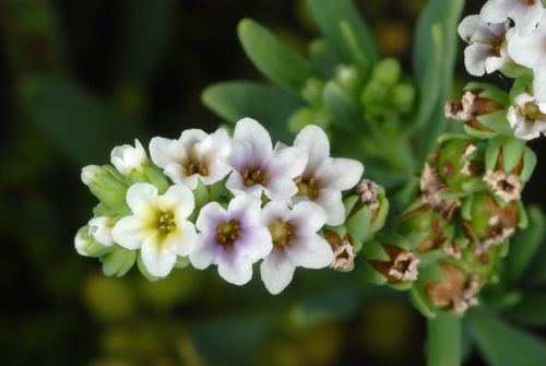 alkali heliotrope