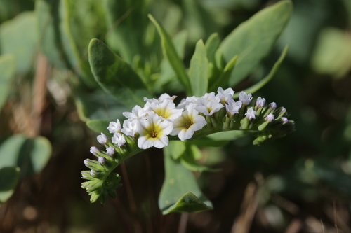 alkali heliotrope