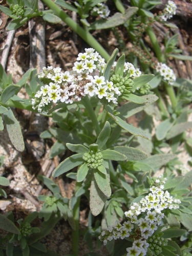 alkali heliotrope