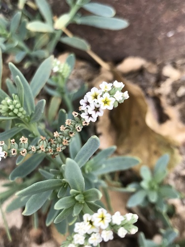 alkali heliotrope