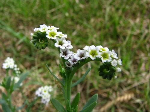 alkali heliotrope