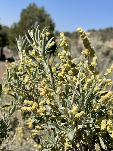 Fourwing Saltbush