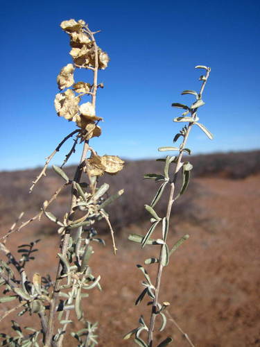 Fourwing Saltbush