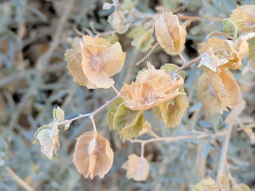 Fourwing Saltbush