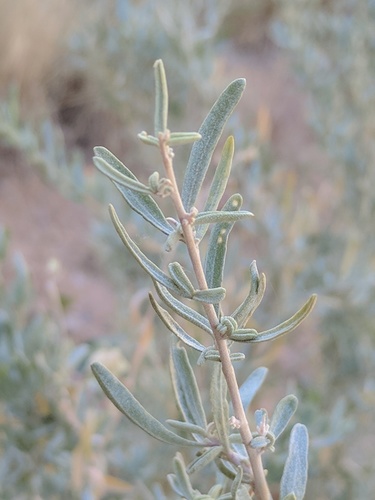 Fourwing Saltbush