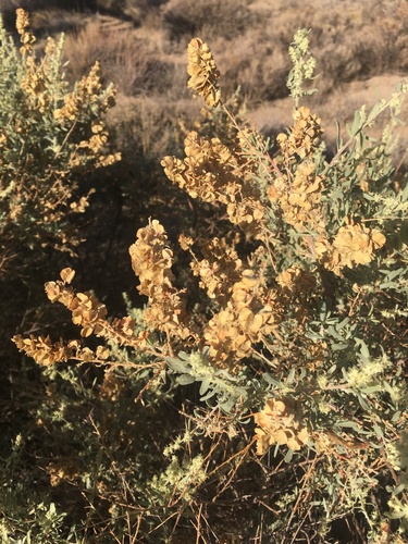 Fourwing Saltbush