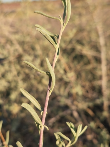 Fourwing Saltbush