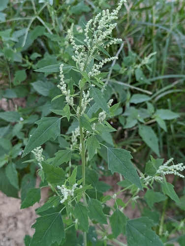 Common Lambsquarters