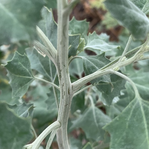 Common Lambsquarters