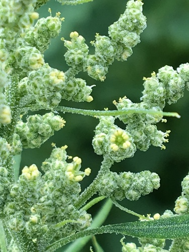 Common Lambsquarters