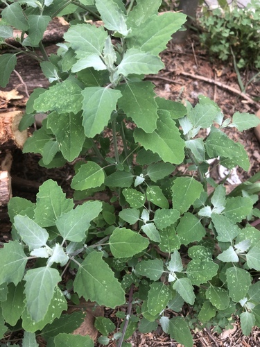 Common Lambsquarters