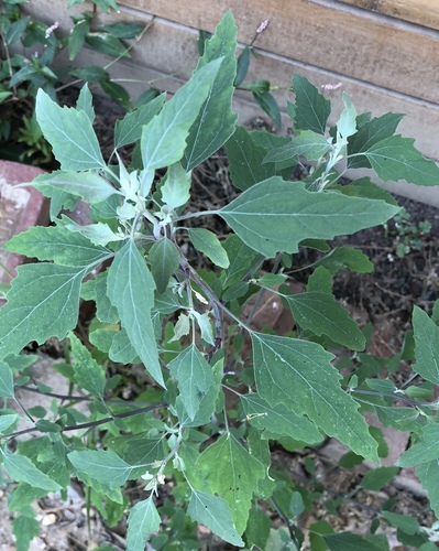 Common Lambsquarters