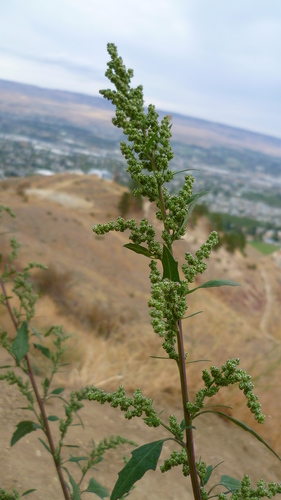 Common Lambsquarters