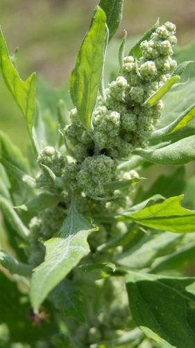Common Lambsquarters