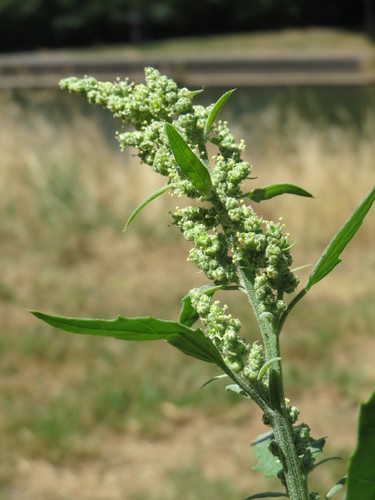 Common Lambsquarters