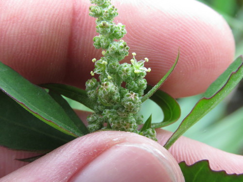 Common Lambsquarters