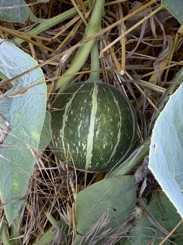 Buffalo Gourd