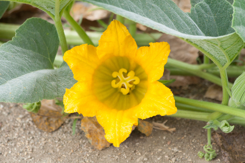 Buffalo Gourd