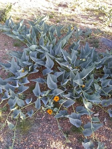 Buffalo Gourd