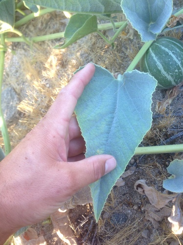 Buffalo Gourd
