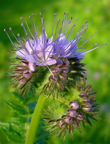 Lacy phacelia
