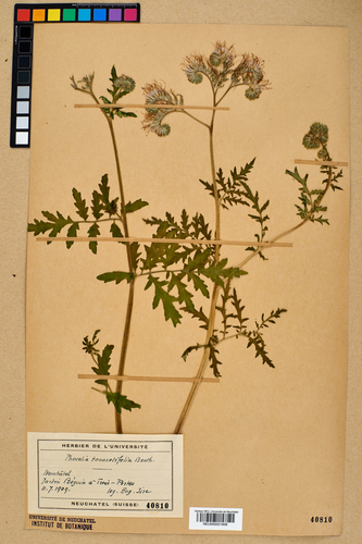 Lacy phacelia
