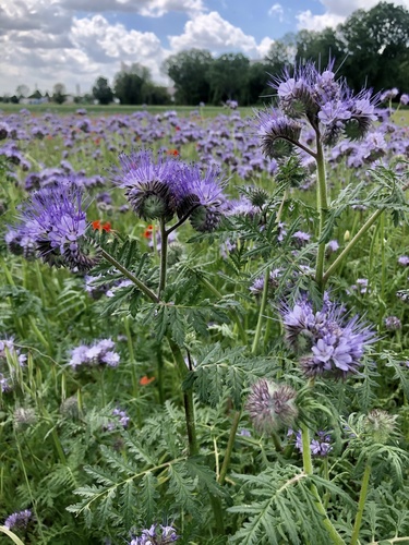 Lacy phacelia