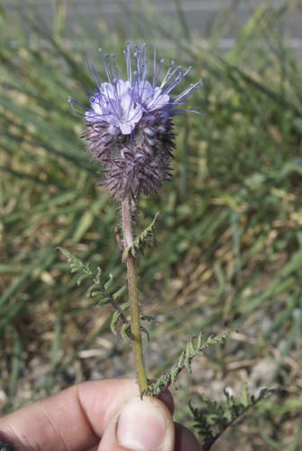 Lacy phacelia