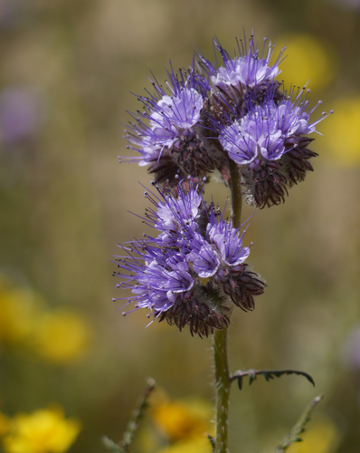Lacy phacelia